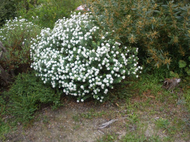 Eastern Suburbs Banksia Scrub