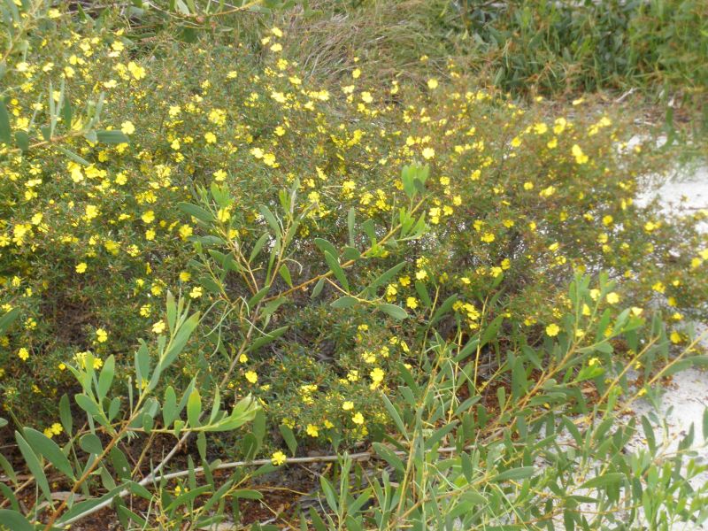 Local floraEastern Suburbs Banksia Scrub