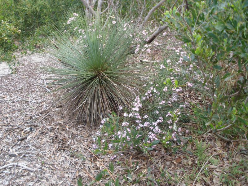 Eastern Suburbs Banksia Scrub 