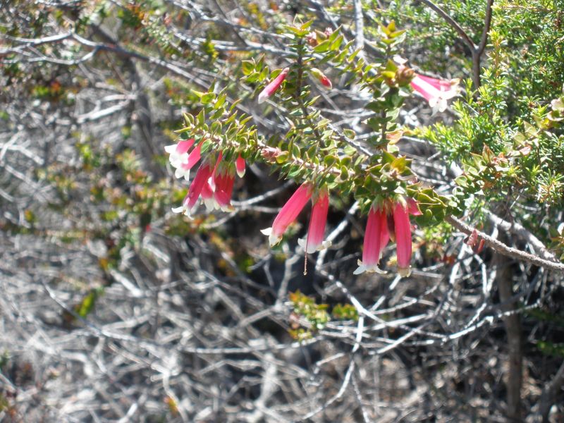 Eastern Suburbs Banksia Scrub