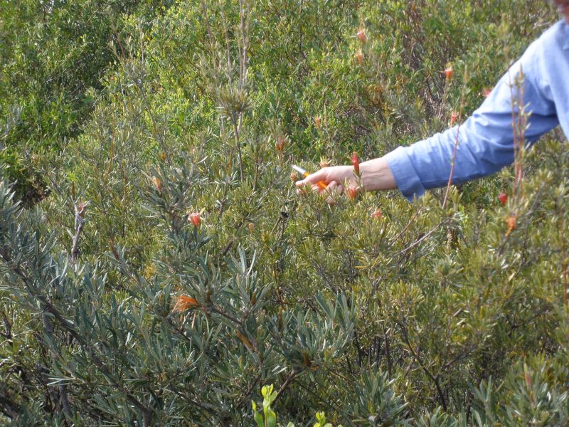 Eastern Suburbs Banksia Scrub 